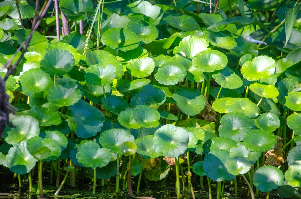 Dollarweed - Hydrocotyle umbellata