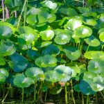 Dollarweed - Hydrocotyle umbellata