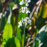 Duck Potato - Sagittaria Lancifolia