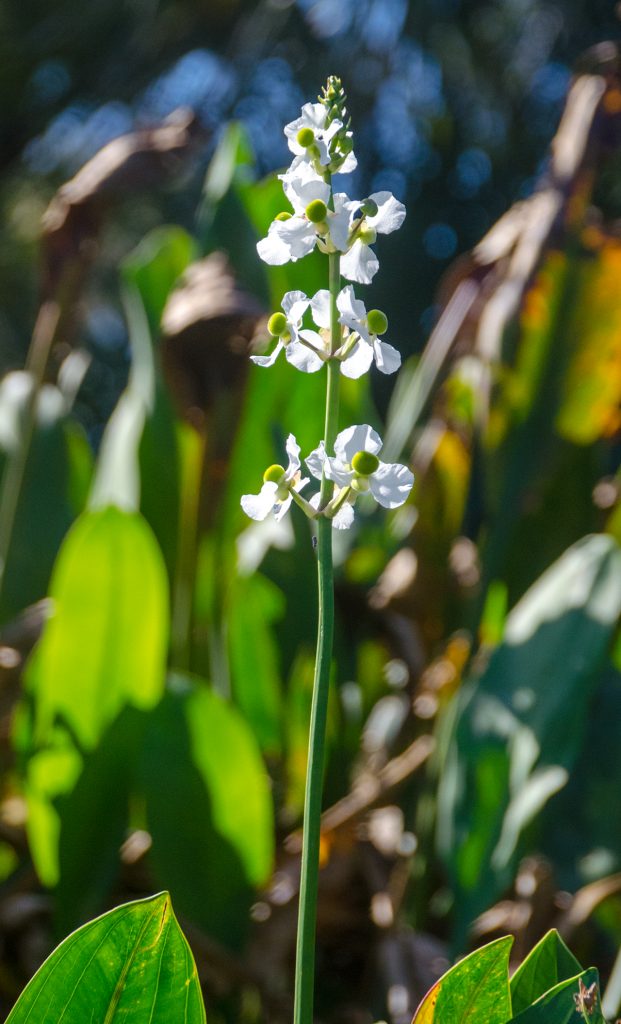 Duck Potato - Sagittaria Lancifolia
