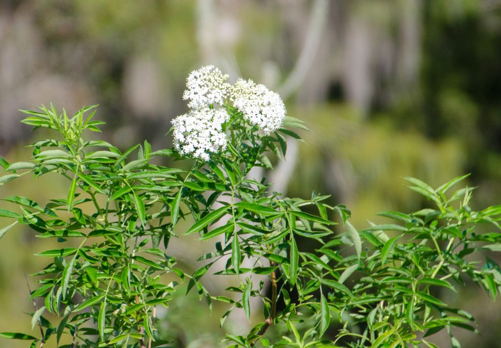 Elderberry - Sambucus canadensis