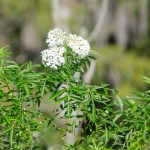 Elderberry - Sambucus canadensis