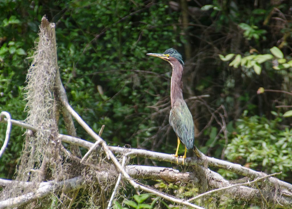 Green Heron - Butorides virescens