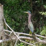 Green Heron - Butorides virescens