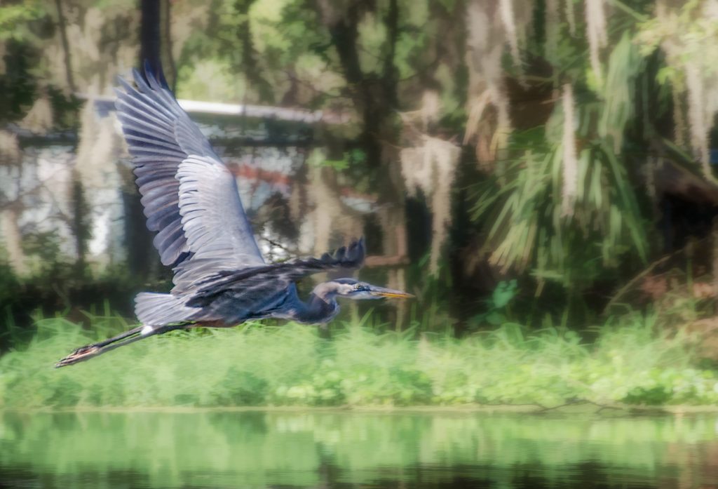 Heron over Cross Creek