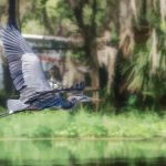 Heron over Cross Creek