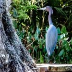 Little Blue Heron on Cross Creek