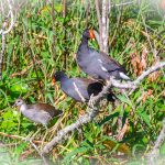 Moorhen - Gallinula chloropus