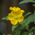 Primrose Willow - Ludwigia peruviana