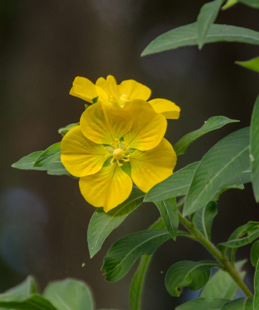 Primrose Willow - Ludwigia peruviana