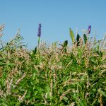 Smart Weed and Pickerel Weed