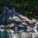 Turtle Hotel