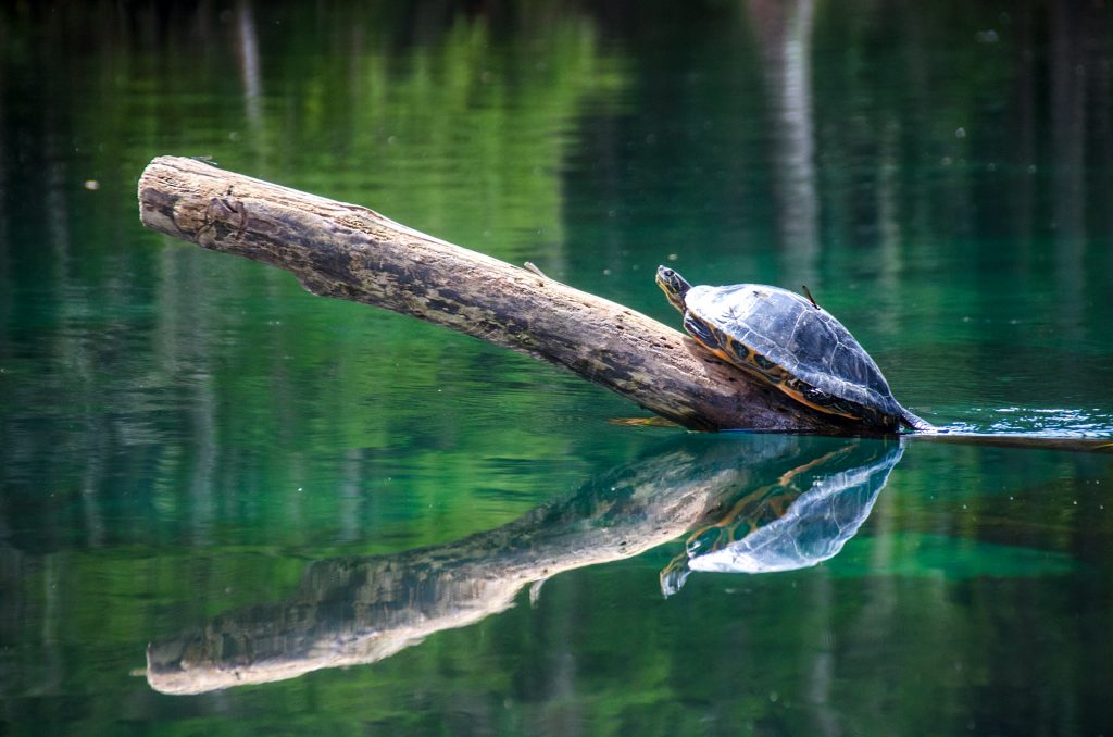 Turtle and Damsel Fly