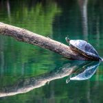 Turtle and Damsel Fly