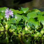 Water Hyacinth - Eichhornia crassipes