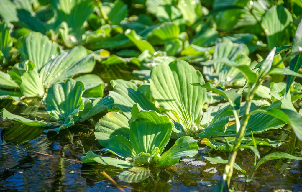 Water Lettuce - Pistia stratiotes