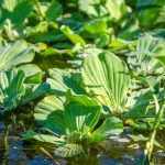 Water Lettuce - Pistia stratiotes