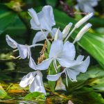 White Butterfly Ginger - Hedychium coronarium