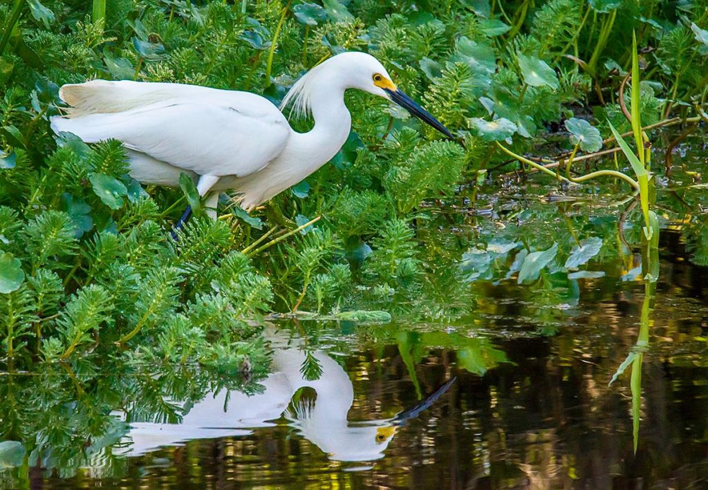 White Egret on Cross Creek
