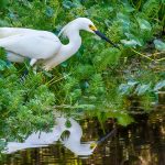 White Egret on Cross Creek