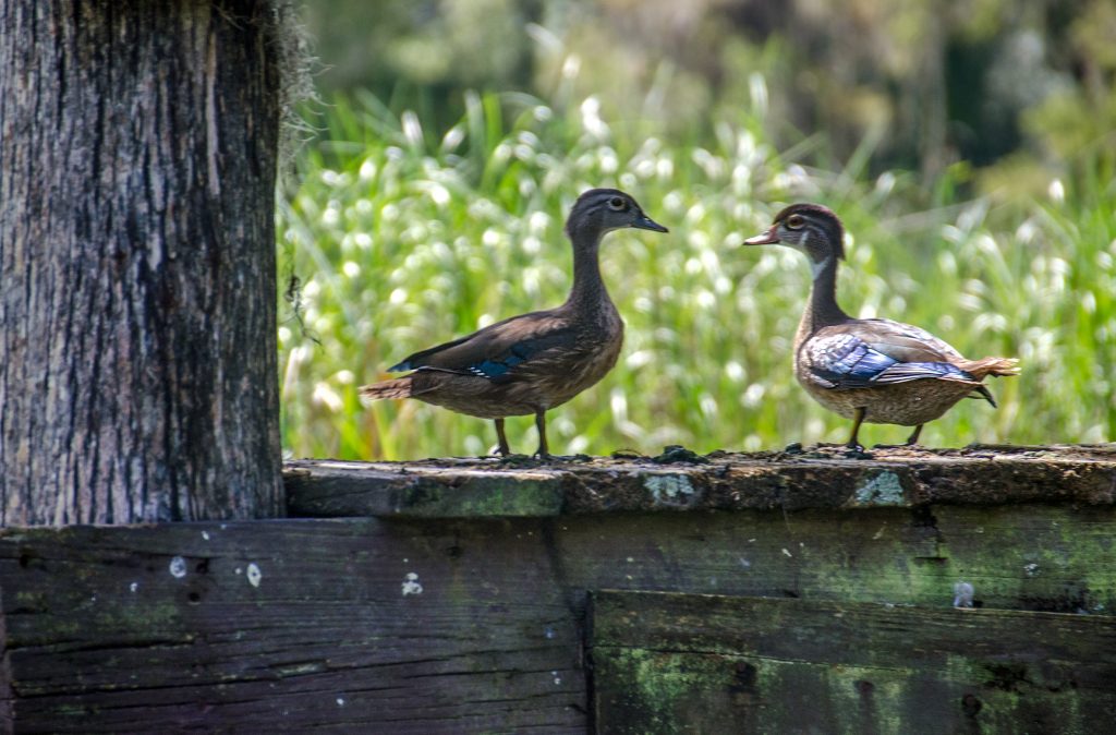 Young Wood Ducks - Aix sponsa