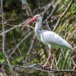 American White Ibis - Eudocimus albus