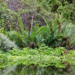 Aquatic Plant Composite