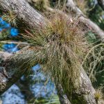 Bartram's Airplant - Tillandsia bartramii