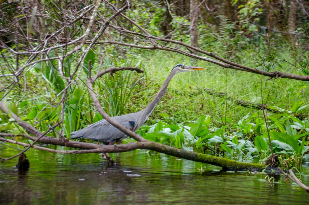 Blue Heron