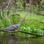 Blue Heron