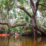 Oak Tree Rest Stop