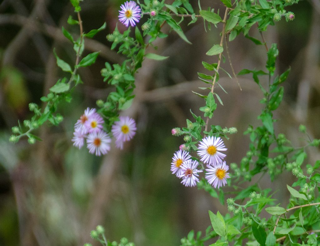 Climbing Aster - Symphyotrichum carolinianum