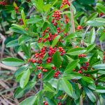 Dahoon Holly - Ilex Cassine