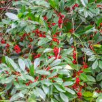 Dahoon Holly - Ilex cassine