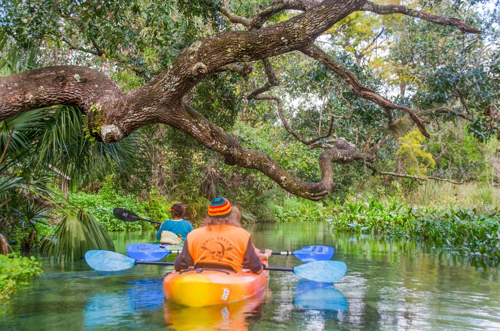 Drifting Beneath an Oak