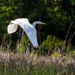 Egret flies the Smokehouse Prairie