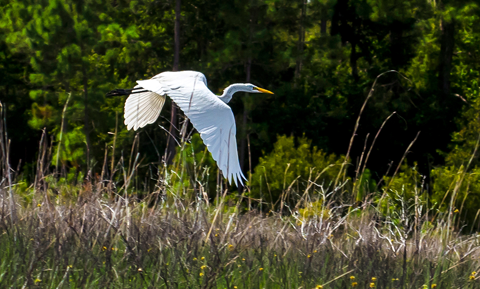 Egret flies the Smokehouse Prairie