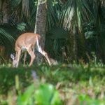 Deer Along Rock Springs Run