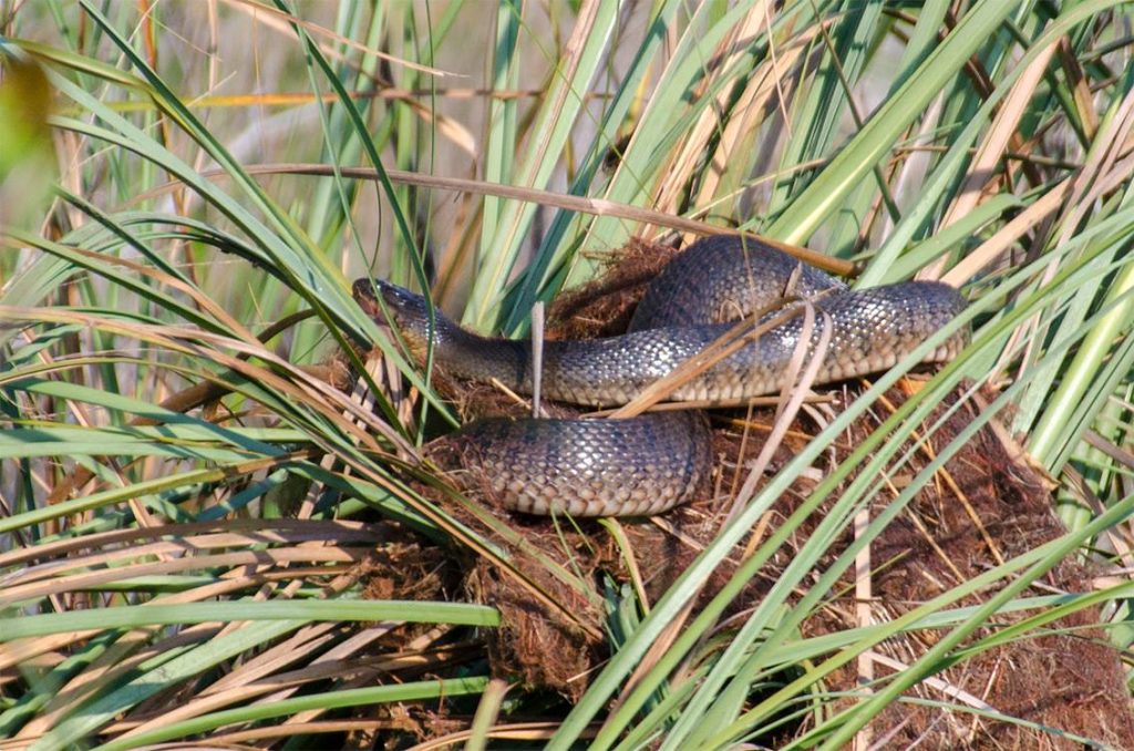 Florida Green Watersnake - Nerodia floridana