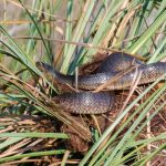 Florida Green Watersnake - Nerodia floridana