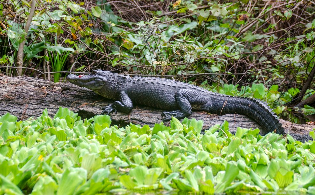 Gator on Rock Springs Run