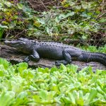 Gator on Rock Springs Run