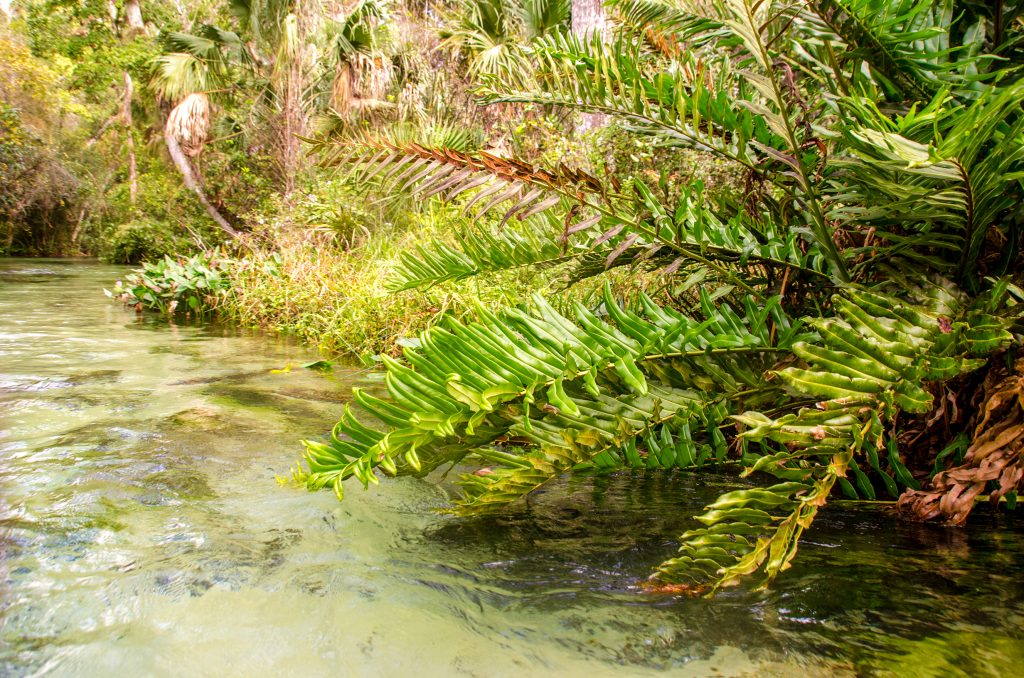 Giant Leather Fern - Acrostichum danaeifolium