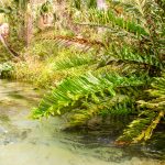 Giant Leather Fern - Acrostichum danaeifolium