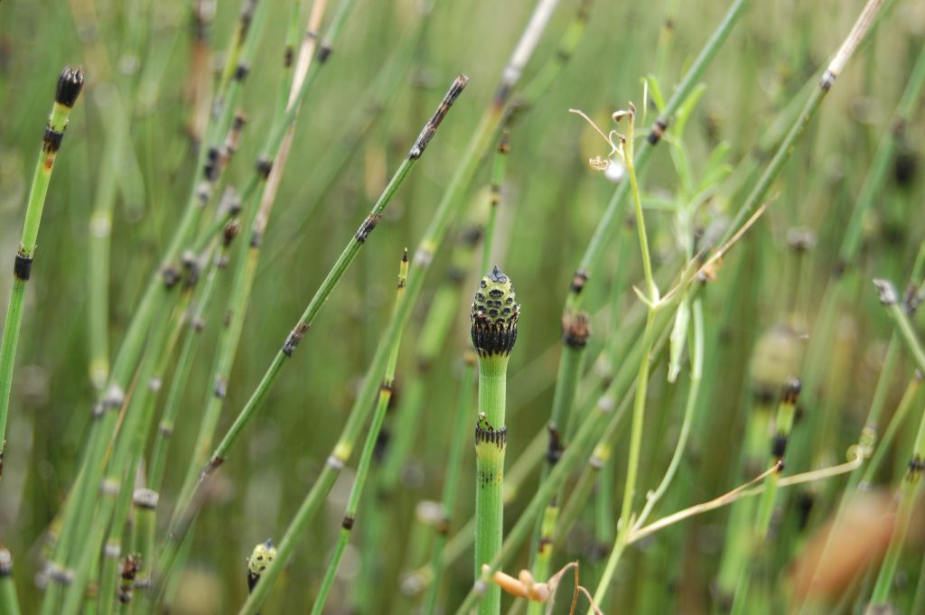 Horsetail - Equisetum hyemale