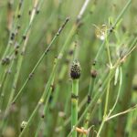 Horsetail - Equisetum hyemale