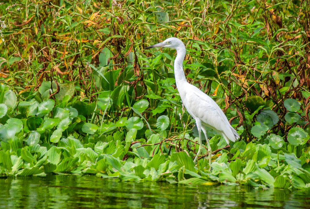 Juvenile Little Blue Heron - Egretta caerulea