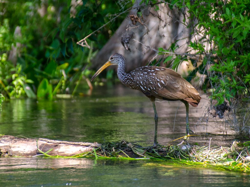 Limpkin - Aramus guarauna