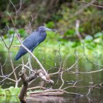 Little Blue Heron - Egretta caerulea