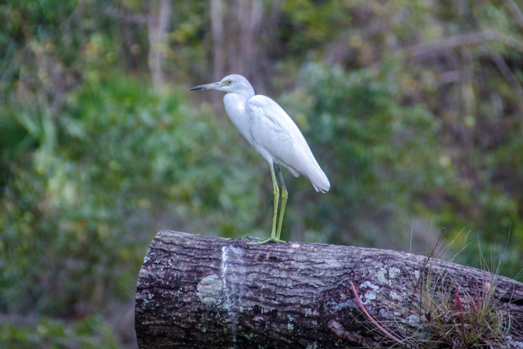 Little Blue Heron Juvenile - Egretta caerulea